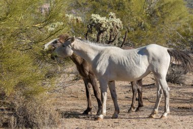 Arizona Çölü'nde tuz Nehri yakınında Vahşi atlar sürüsü