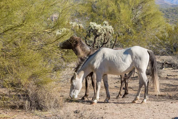 Uma Manada Cavalos Selvagens Perto Rio Sal Deserto Arizona — Fotografia de Stock