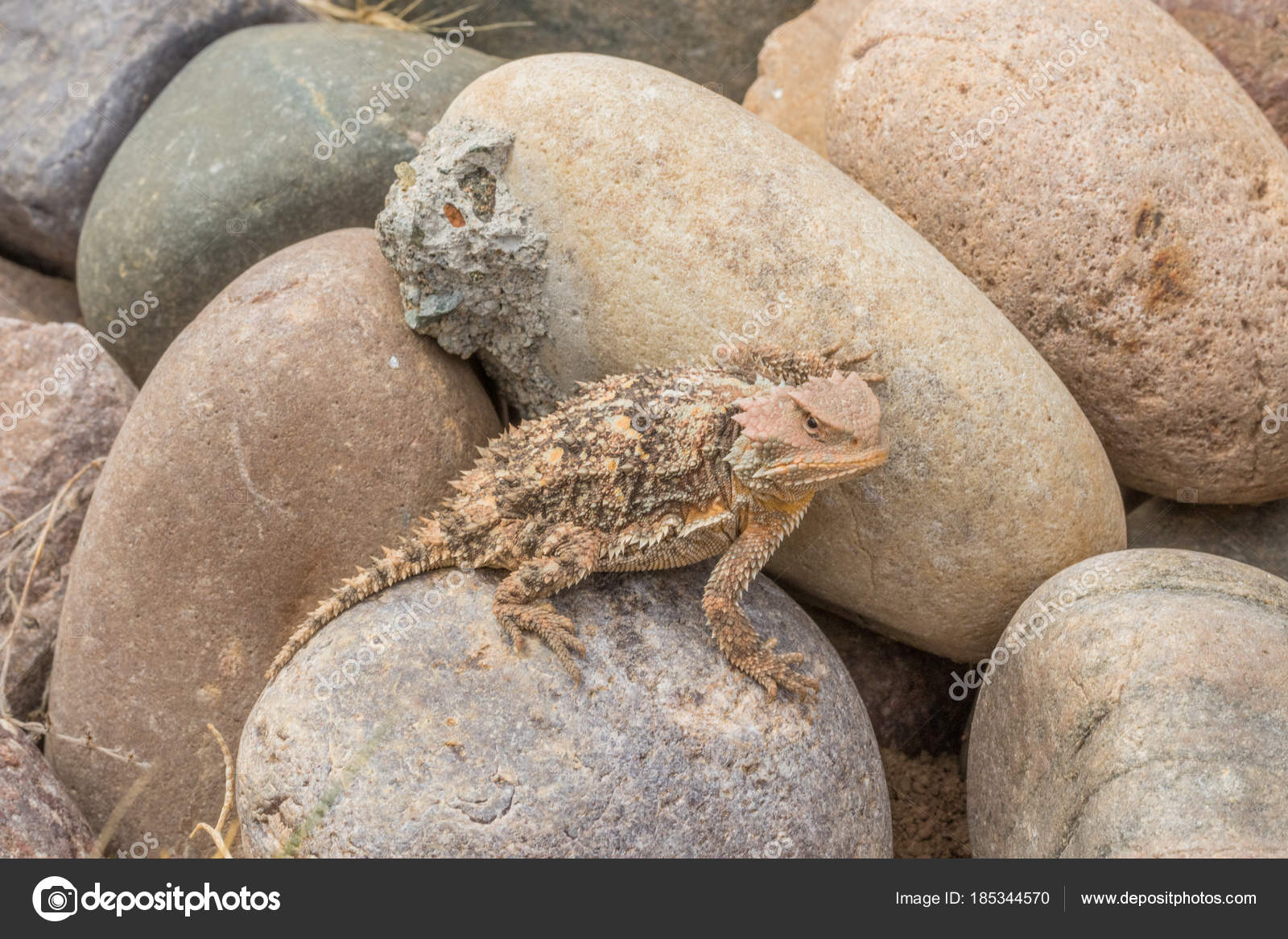 かわいいアリゾナ ツノガエル トカゲ ストック写真 C Twildlife