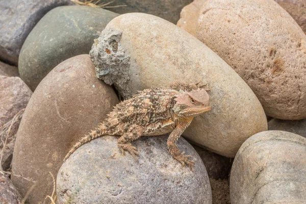 Söt Arizona Horned Padda Ödla — Stockfoto