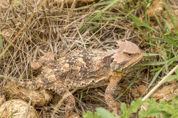 Lindo Lagarto Sapo Con Cuernos Arizona — Foto de Stock