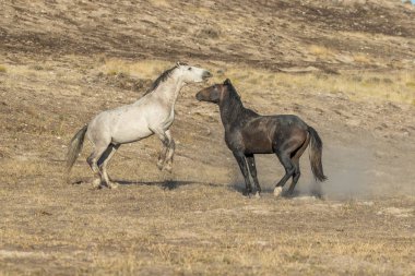 Utah Çölü'dönük yabani atı aygır çifti