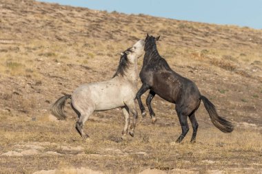 Utah Çölü'dönük yabani atı aygır çifti