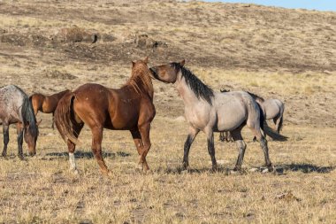 Utah Çölü'dönük yabani atı aygır çifti