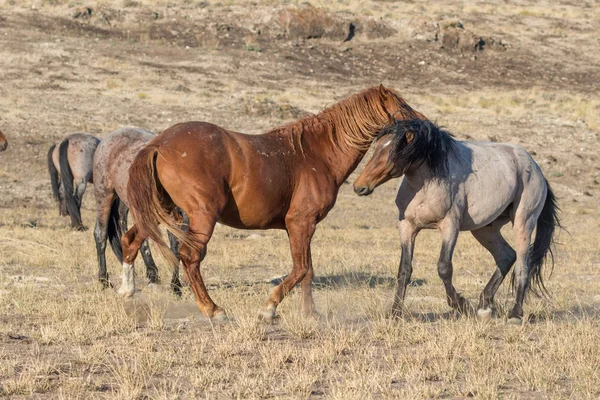 Para Dziki Koń Ogiery Twarzą Twarz Pustyni Utah — Zdjęcie stockowe