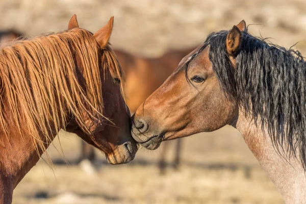 Pair Wild Horse Stallions Facing Utah Desert — Stock Photo, Image