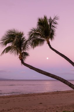 palmiye ağaçları ve gündoğumu dolunayda Maui Beach