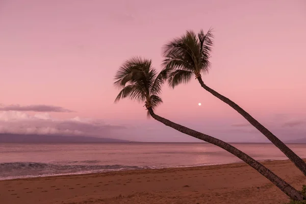 毛伊岛海滩日出时的棕榈树和满月 — 图库照片