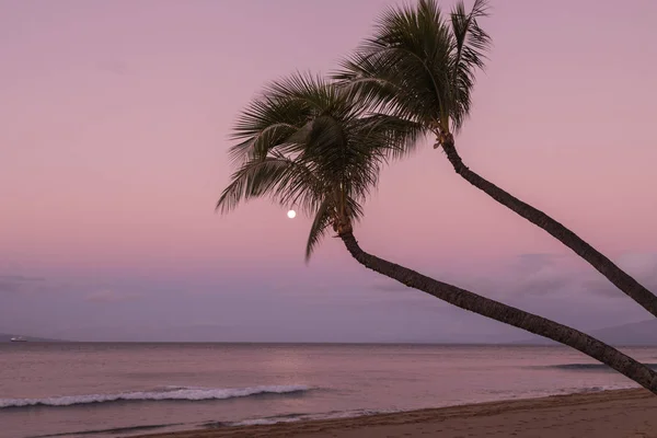 Palmen Und Vollmond Bei Sonnenaufgang Einem Maurischen Strand — Stockfoto