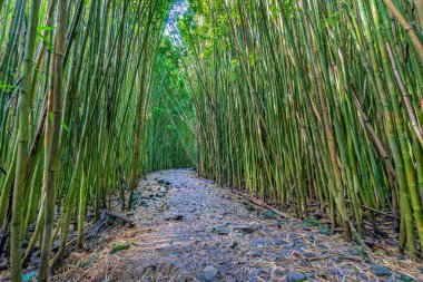 Haleakala milli park Maui bir bambu koru ile bir yürüyüş iz