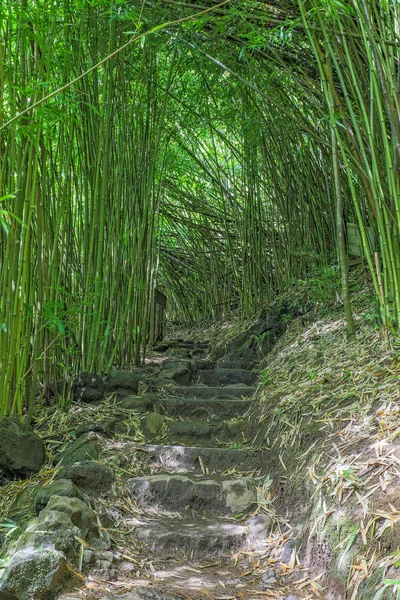 Uma Trilha Caminhada Através Bosque Bambu Parque Nacional Haleakala Maui — Fotografia de Stock