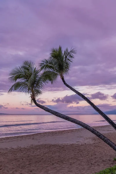 Пальмові Дерева Барвисті Схід Сонця Пляжі Мауї — стокове фото