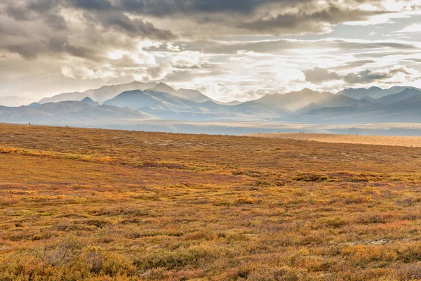 Denali Milli Parkı Alaska Sahne Peyzaj Erken Sonbahar — Stok fotoğraf