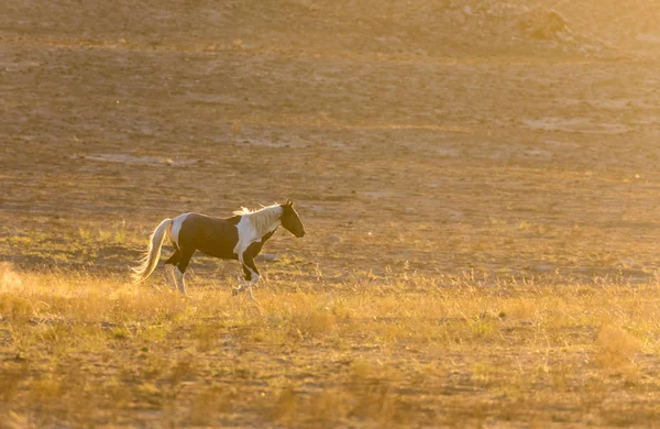 Caballo Salvaje Semental Atardecer Desierto Utah — Foto de Stock