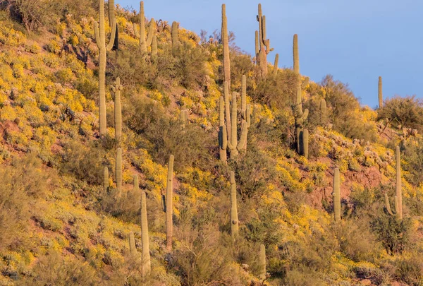 Ett Naturskönt Landskap Blommande Blommor Våren Arizonaöknen — Stockfoto