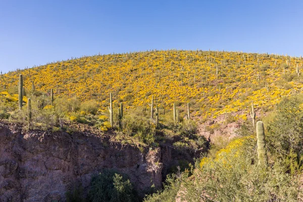 Ett Naturskönt Landskap Blommande Blommor Våren Arizonaöknen — Stockfoto