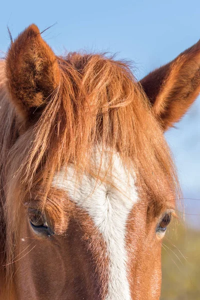 Een Mooi Wild Paard Woestijn Van Arizona — Stockfoto