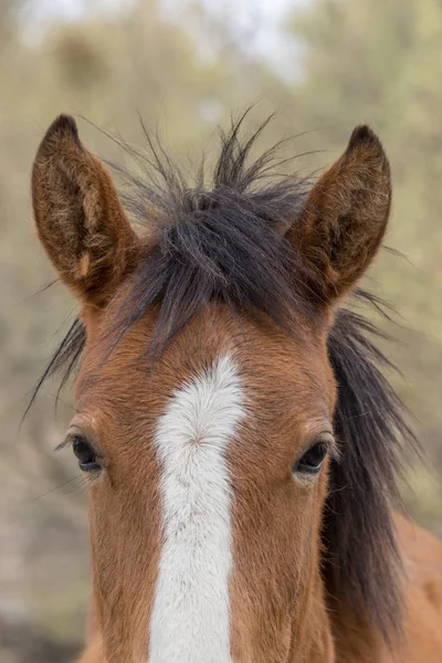 アリゾナ州の野生馬の肖像画に近い — ストック写真