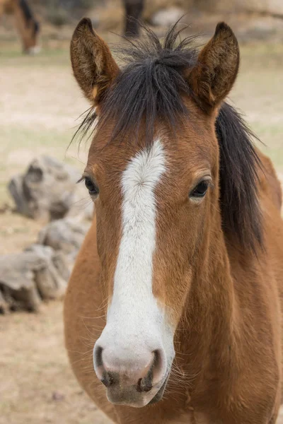 Blisko Portretu Dzikiego Konia Arizonie — Zdjęcie stockowe