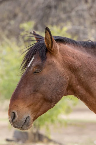 Nahaufnahme Eines Wildpferdes Arizona — Stockfoto