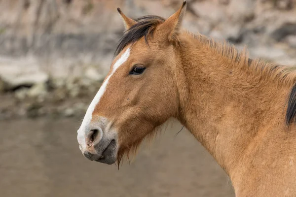 Retrato Cerca Caballo Salvaje Arizona — Foto de Stock