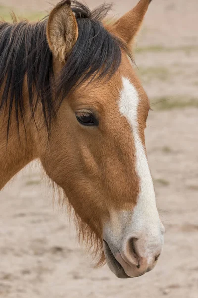 Retrato Perto Cavalo Selvagem Arizona — Fotografia de Stock