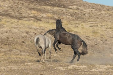 Uta çölünde savaşan bir çift vahşi at.