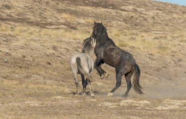 Uta çölünde savaşan bir çift vahşi at.