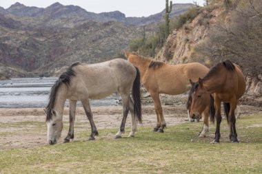 Arizona Çölü tuz Nehri boyunca Vahşi atlar