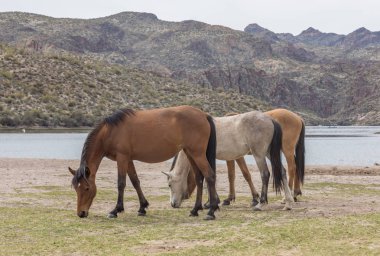 Arizona Çölü tuz Nehri boyunca Vahşi atlar