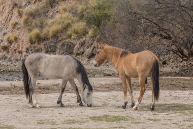Arizona Çölü tuz Nehri boyunca Vahşi atlar