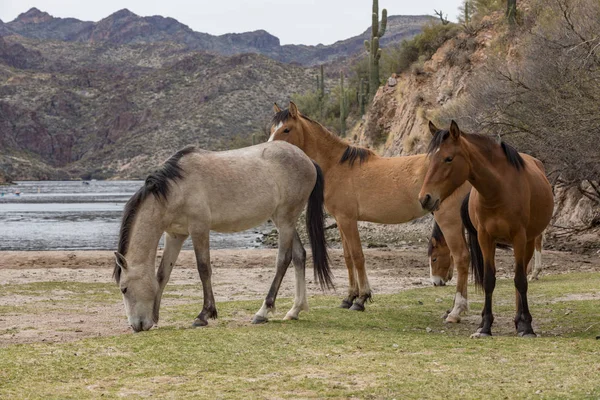wild horses along the Salt River in the Arizona desert
