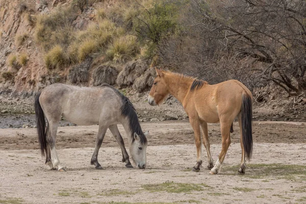 Divocí Koně Podél Řeky Sůl Arizonské Poušti — Stock fotografie
