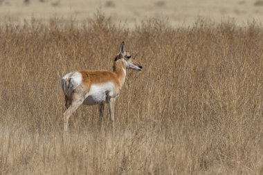 Arizona kır pronghorn antilop buck