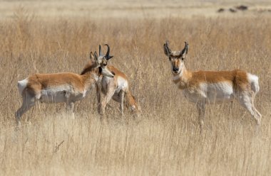 bir çift pronghorn antilop Arizona bozkırda dolar