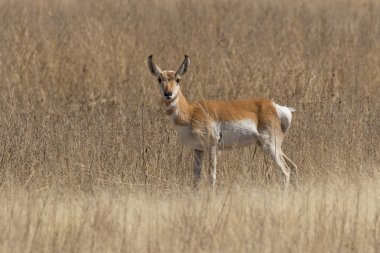 Arizona kır pronghorn antilop buck