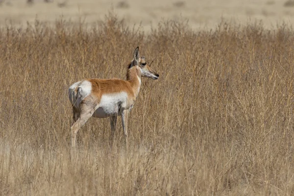 Ένα Buck Αντιλόπες Pronghorn Στο Λιβάδι Αριζόνα — Φωτογραφία Αρχείου