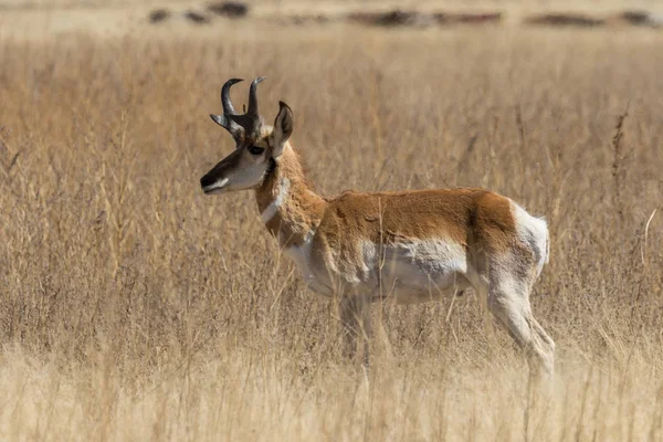Een Gaffelbok Antelope Bok Prairie Van Arizona — Stockfoto