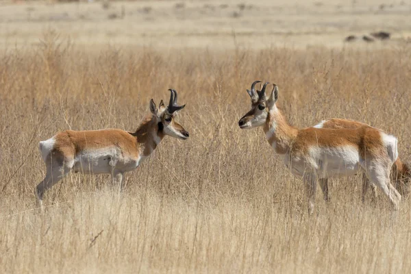 Une Paire Antilopes Dans Prairie Arizona — Photo