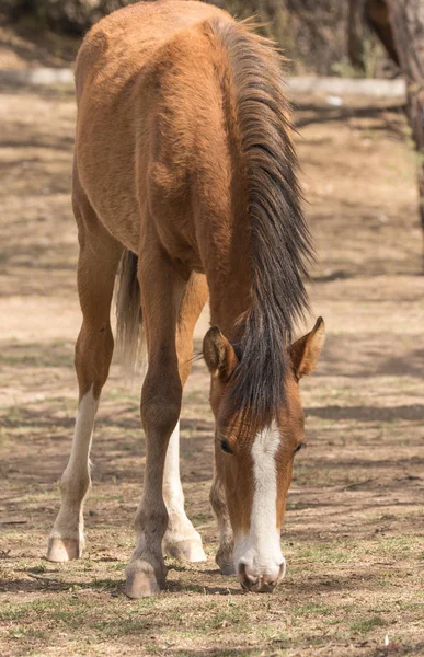 Een Majestueuze Wild Paard Woestijn Van Arizona Buurt Van Rivier — Stockfoto