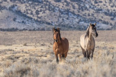 Utah çölünde bir çift vahşi at.