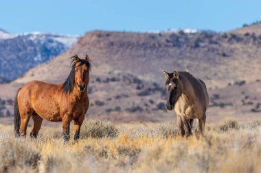 Utah çölünde bir çift vahşi at.
