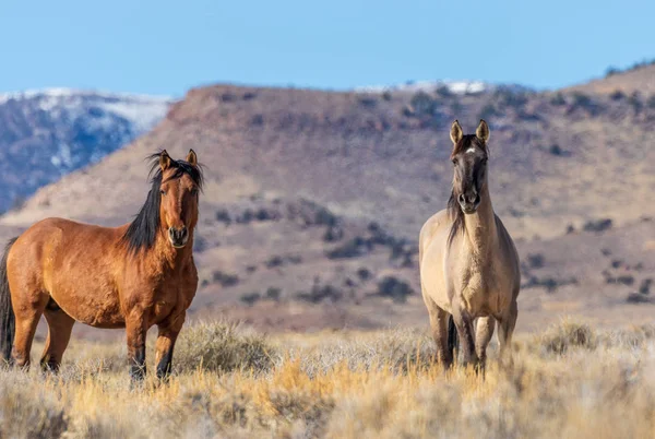 Par Sementales Caballos Salvajes Desierto Utah —  Fotos de Stock