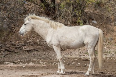 güzel beyaz yabani atı aygır tuz river Arizona yakınındaki