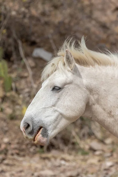 Belo Cavalo Branco Selvagem Garanhão Perto Rio Salgado Arizona — Fotografia de Stock