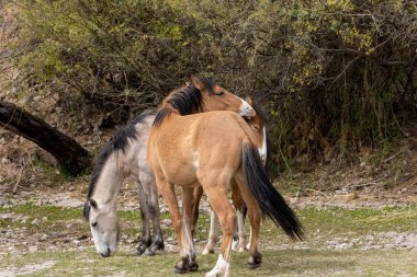 Vahşi atlar Arizona çölde tuz Nehri yakınında fikir tartışması bir çift