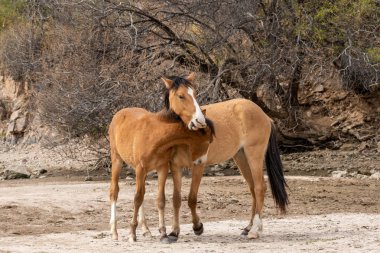 Vahşi atlar Arizona çölde tuz Nehri yakınında fikir tartışması bir çift