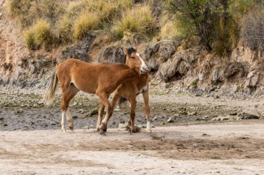 Vahşi atlar Arizona çölde tuz Nehri yakınında fikir tartışması bir çift