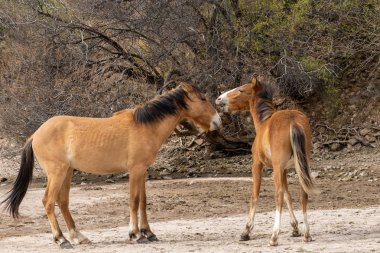 Vahşi atlar Arizona çölde tuz Nehri yakınında fikir tartışması bir çift