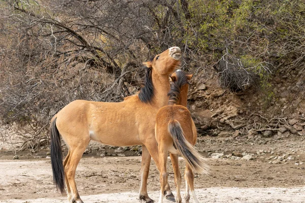 Paio Cavalli Selvatici Che Divertono Vicino Fiume Salt Nel Deserto — Foto Stock